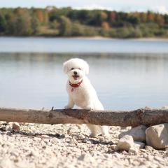 animal wisdom radio with darcy pariso