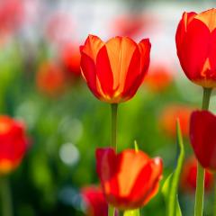 Beyond Proof with Angie Corbett-Kuiper: Re-defining Death and Loss: April showers bring May flowers...What death teaches us about life.