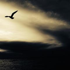 The Dr. Pat Show, Dr. Pat Show, Dr. Pat, Dr. Pat Baccili, Transformation Talk Radio, Transformation, Susan De Lorenzo