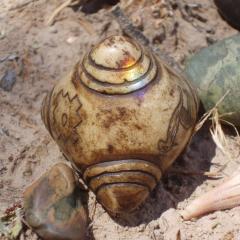 Maximum Medicine with Dr. Sharon Martin: Bridging the Mystical & Scientific for Healing: Moment of REST