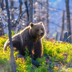 'Re-Emergence and the Pathway Forward' episode of the Everybody Needs A Little Push podcast