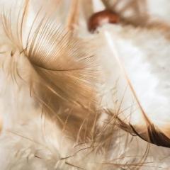 Sue Storm, The Angel Lady, The Dr Pat Show, Dr Pat Show, Dr Pat, Pat Baccili, Transformation Talk Radio, transformation