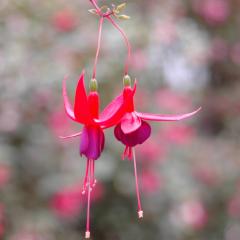 The Angel Lady, Sue Storm, The Dr Pat Show, Dr Pat Show, Dr Pat, Pat Baccili, Transformation Talk Radio, transformation