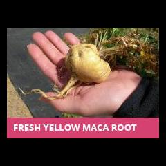 The Dr. Pat Show: Talk Radio to Thrive By!: Be Pro-Active with Your Health - The Pro-Youthing Effects of Peruvian Maca with Maca Expert Mark Ament