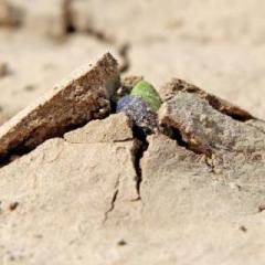 The Dr. Pat Show: Talk Radio to Thrive By!: Busting Through the CRUST that Holds You Back from Achieving Your Best Life!