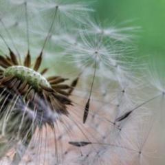 The Dr. Pat Show: Talk Radio to Thrive By!: Good News Segment: Living in Your City at 80+, Medicare Open Enrollment for Veterans, Tips to Maintain Good Friendships