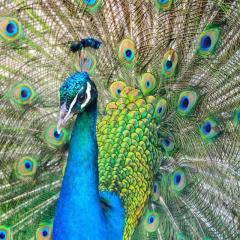 Kari Knutson, Get Big Out Loud, The Dr Pat Show, Dr Pat Show, Dr Pat, Pat Baccili, Transformation Talk Radio, transformation