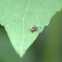 The Dr. Pat Show: Talk Radio to Thrive By!: Why Bartonella is the New Lyme with Dr. Tania Dempsey