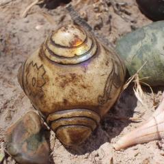 maximum medicine radio with dr sharon martin and dr pat baccili on transformation talk radio