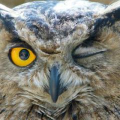 The Jenn Royster Show: Animal Spirit Guides: Expand your Awareness