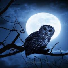 The Jenn Royster Show: Trust Your Inner Wisdom: Full Moon Angel Guidance