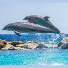 the truth is funny with colette marie stefan and her guest "the dolphin whisperer" dr michael hyson